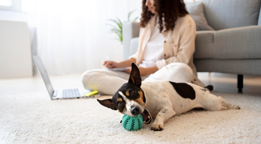 A Guide for New Dog Parents: Preparing Your Home for Your Furry Friend