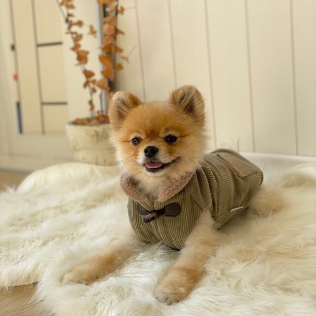Coat Cotton Dog Clothes Thicken Jackets for Dogs Clothing Pet Outfits Velvet Cute Autumn Winter Warm Yorkies Beige Boy Mascotas